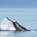 Whale Watching Tours in British Columbia: Exploring Nature and Business Opportunities